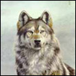 Wolf75